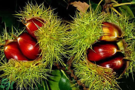 板栗可以放冰箱嗎？板栗能放多久？