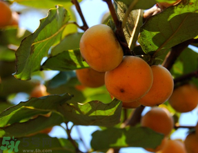 野柿子能吃嗎？野柿子怎么做好吃？