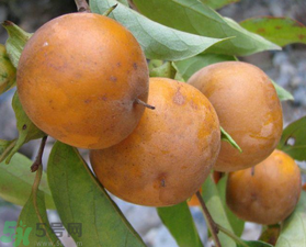 野柿子能吃嗎？野柿子怎么做好吃？