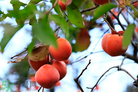 野柿子能吃嗎？野柿子怎么做好吃？