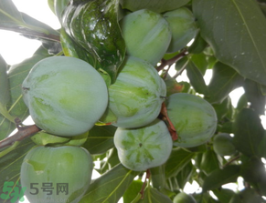 孕婦可以吃青柿子嗎？青柿子孕婦可以吃嗎？