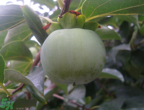 孕婦可以吃青柿子嗎？青柿子孕婦可以吃嗎？