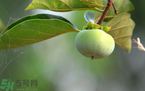 孕婦可以吃青柿子嗎？青柿子孕婦可以吃嗎？