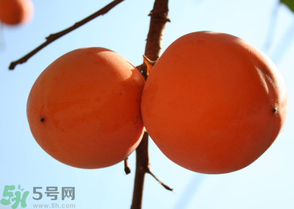 為何叫懶柿子？懶柿子的營(yíng)養(yǎng)價(jià)值？