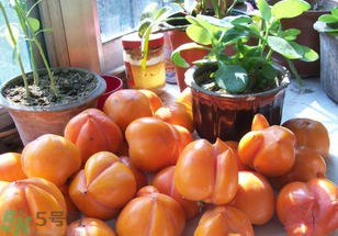 為何叫懶柿子？懶柿子的營(yíng)養(yǎng)價(jià)值？