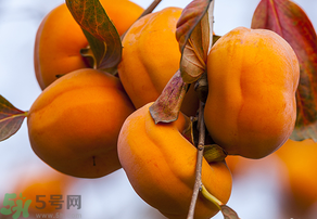 為何叫懶柿子？懶柿子的營(yíng)養(yǎng)價(jià)值？