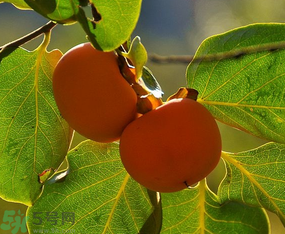 懶柿子吃多了會怎么樣？懶柿子吃多了好嗎