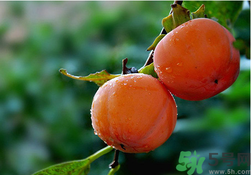 柿子可以和香蕉一起吃嗎？香蕉和柿子能一起吃嗎？