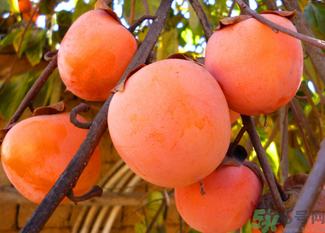 柿子可以和蝦一起吃嗎？柿子和蝦能一起吃嗎？