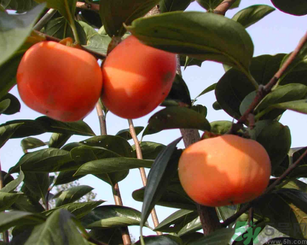 柿子可以和蝦一起吃嗎？柿子和蝦能一起吃嗎？