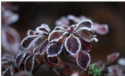 霜降為什么要吃柿子？霜降吃柿子有什么好處？