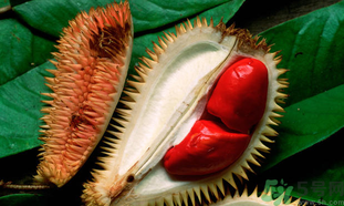 榴蓮一次吃多少合適？榴蓮一天最多吃多少？