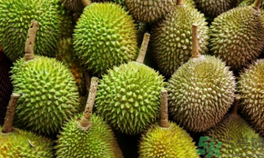 榴蓮可以冷凍保存嗎？榴蓮放冰箱是冷藏還是冷凍？