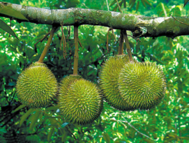 晚上可以吃榴蓮嗎？晚上吃榴蓮好不好？