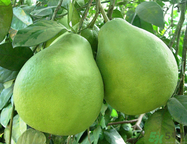 柚子可以放多久？柚子放久了還能吃嗎？