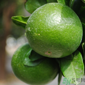 蜜桔孕婦可以吃嗎？孕婦能吃蜜桔嗎？