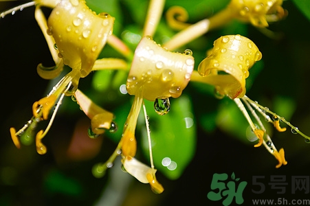 金蓮花是什么樣的?金蓮花和金銀花的區(qū)別 金蓮花是什么樣的?金蓮花和金銀花的區(qū)別