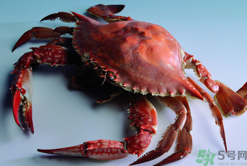 海蟹可以冷凍保存嗎？海蟹冷凍能保存多久？