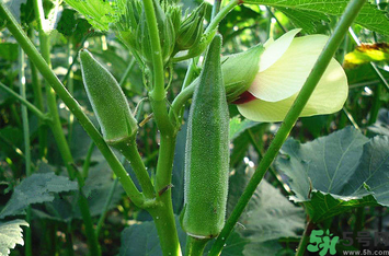 秋葵怎么炒好吃有營(yíng)養(yǎng)？炒秋葵的做法大全