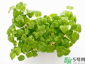 紫蘇葉是什么東西？紫蘇葉的功效與作用及禁忌