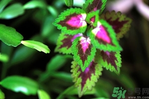 紫蘇葉是什么東西？紫蘇葉的功效與作用及禁忌