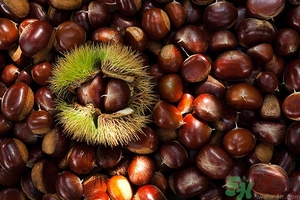 板栗和海鮮能一起吃嗎？板栗和海鮮能同食嗎？