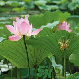 蓮子有什么功效與作用 蓮子的食用方法禁忌 蓮子有什么功效與作用 蓮子的食用方法禁忌