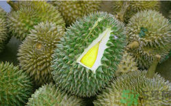 榴蓮放幾天能熟？榴蓮怎么催熟？