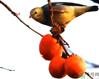 吃柿子肚子疼怎么辦？空腹吃柿子肚子疼怎么辦？