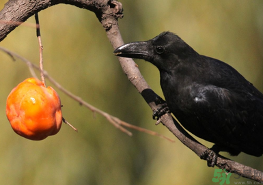吃柿子肚子疼怎么辦？空腹吃柿子肚子疼怎么辦？