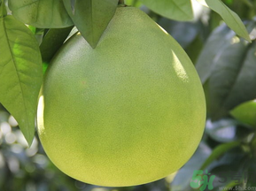 晚上吃柚子會胖嗎？睡前吃柚子會胖嗎？