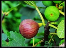 新鮮無(wú)花果怎么保存?新鮮無(wú)花果可以冷凍嗎?