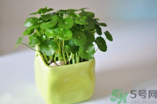 積雪草是什么?積雪草的功效與作用 積雪草是什么?積雪草的功效與作用