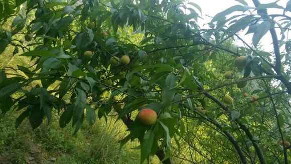 野桃子能吃嗎？野桃子核的功效與作用