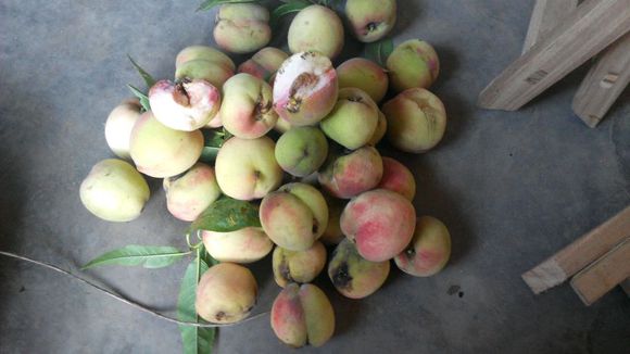 野桃子能吃嗎？野桃子核的功效與作用