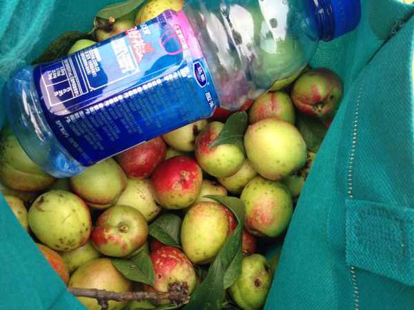 野桃子能吃嗎？野桃子核的功效與作用