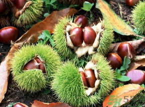 板栗怎么煮？板栗怎么煮好吃？