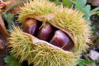 板栗怎么煮？板栗怎么煮好吃？