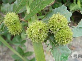 板栗怎么煮？板栗怎么煮好吃？