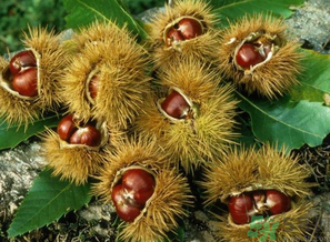 熟板栗怎么保存？炒熟的板栗怎么保存？