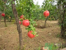 石榴籽怎么種小盆栽?石榴籽能種出石榴樹嗎 石榴籽怎么種小盆栽?石榴籽能種出石榴樹嗎