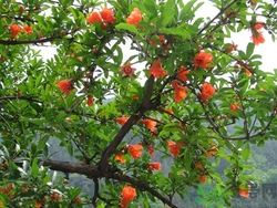 石榴籽怎么種小盆栽?石榴籽能種出石榴樹嗎 石榴籽怎么種小盆栽?石榴籽能種出石榴樹嗎