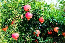 石榴籽怎么種小盆栽?石榴籽能種出石榴樹嗎 石榴籽怎么種小盆栽?石榴籽能種出石榴樹嗎