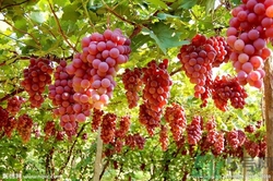 葡萄酒怎么做？葡萄酒什么時候喝最好？