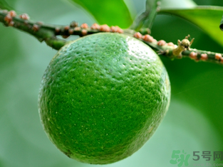 孕婦可以吃青桔子嗎？青桔子孕婦可以吃嗎？