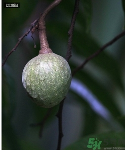 牛心果怎么吃？牛心果的功效和作用