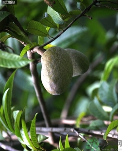 牛心果怎么吃？牛心果的功效和作用