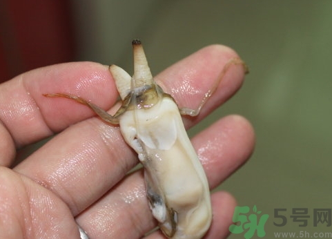 蟶子肚子里黑的能吃嗎？蟶子肚子里黑的是什么？