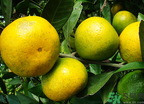 桔子怎么保鮮？桔子可以放冰箱保鮮嗎？