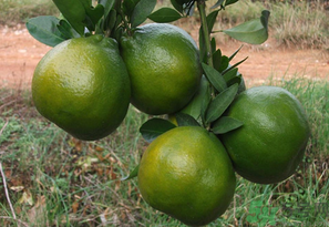 桔子怎么保存？青桔子怎么保存？